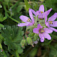 Erodium moschatum