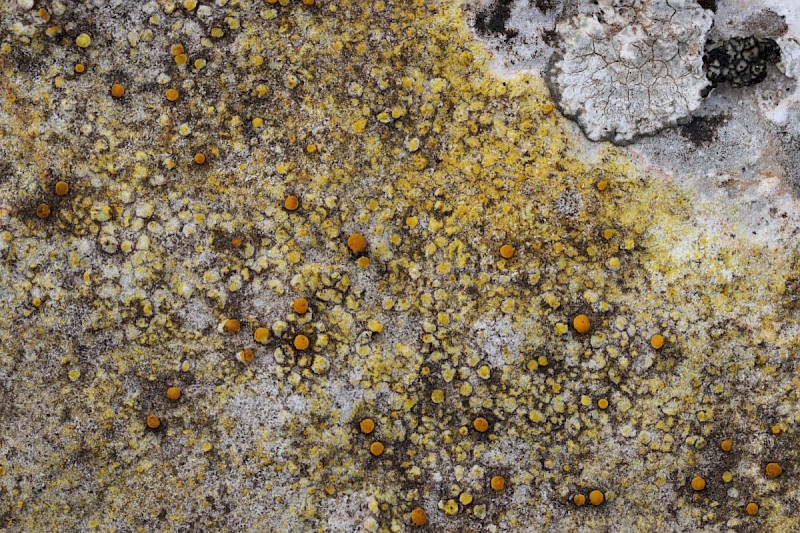 Caloplaca dalmatica - &copy; Barry Stewart