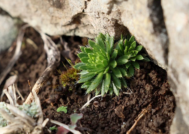 Draba aizoides - © Barry Stewart