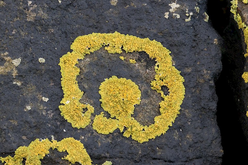 Caloplaca thallincola - &copy; Barry Stewart