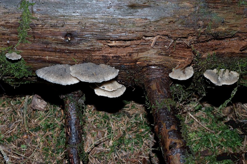 Postia caesia - &copy; Charles Hipkin