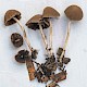 Psathyrella microrhiza