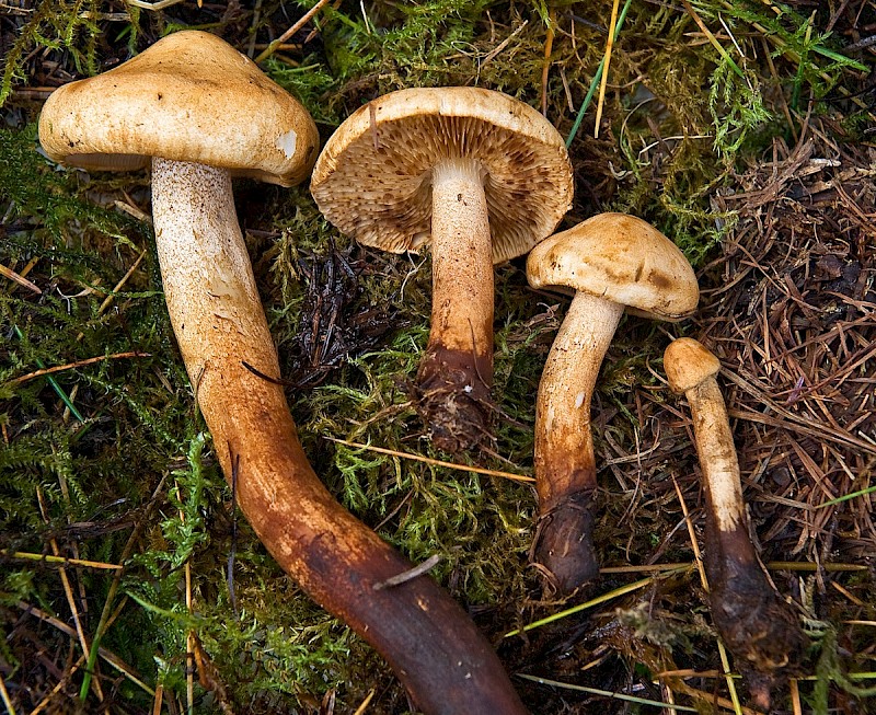 Tricholoma psammopus - &copy; Charles Hipkin