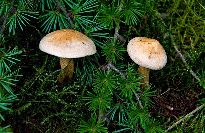 Tricholoma psammopus - &copy; Charles Hipkin