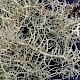 Usnea cornuta