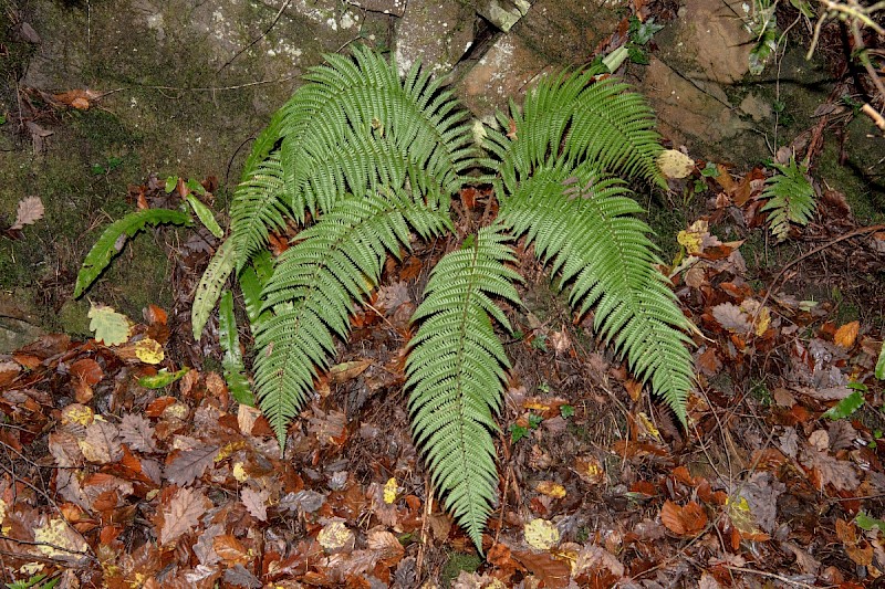 Polystichum setiferum - &copy; Charles Hipkin