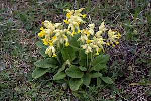 Primula veris Cowslip