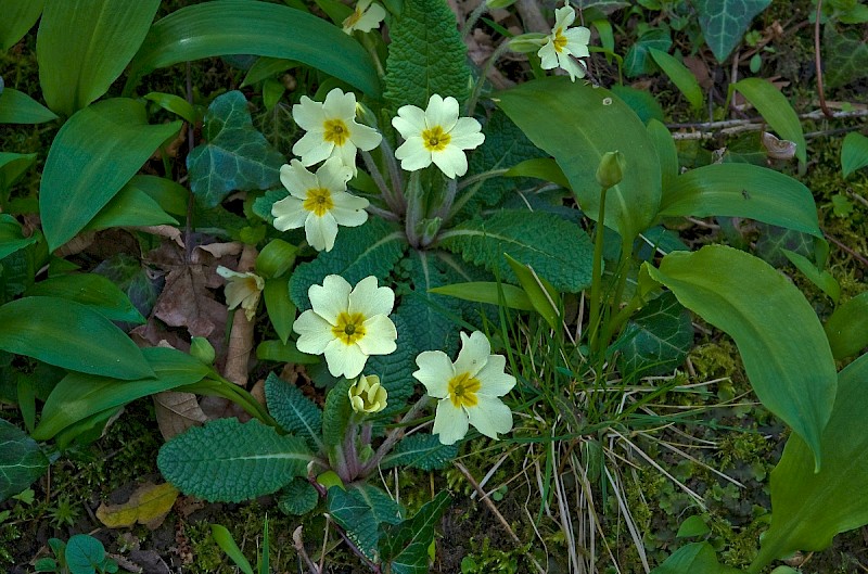 Primula vulgaris - &copy; Charles Hipkin