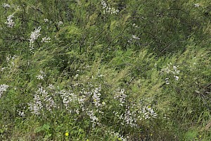 Tamarix gallica Tamarisk
