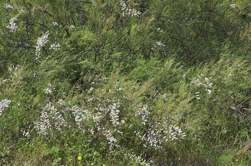 Tamarix gallica - © Charles Hipkin