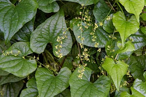 Tamus communis Black Bryony