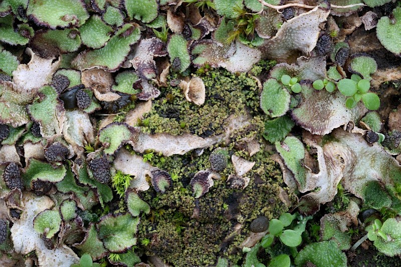 Agonimia tristicula - &copy; Barry Stewart