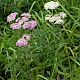 Achillea millefolium