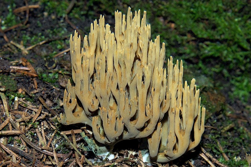 Ramaria abietina - &copy; Charles Hipkin