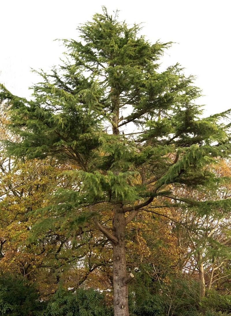 Cedrus deodara - &copy; Charles Hipkin