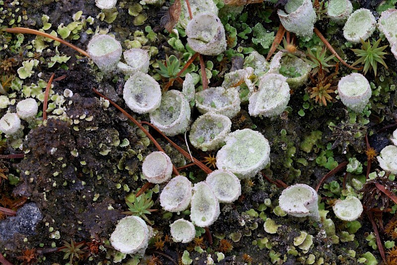 Cladonia humilis - &copy; Barry Stewart