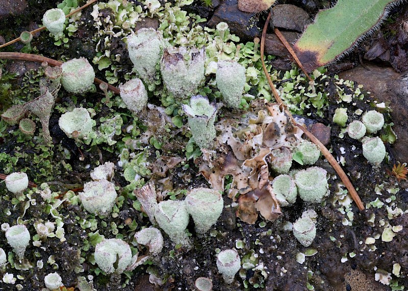 Cladonia humilis - &copy; Barry Stewart