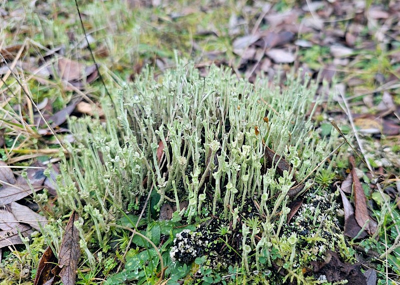 Cladonia subulata - &copy; Barry Stewart