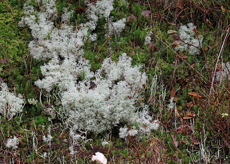 Cladonia portentosa - &copy; Barry Stewart