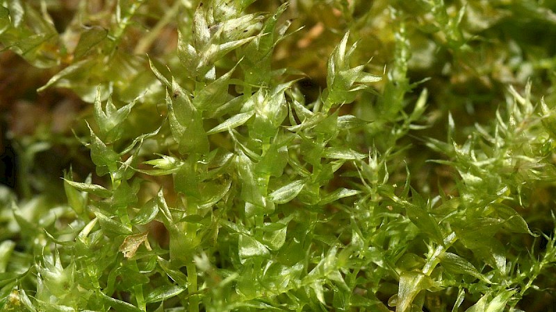 Hygroamblystegium humile - &copy; Barry Stewart