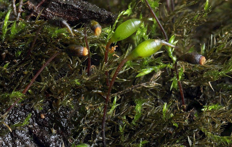 Rhynchostegiella teneriffae - &copy; Barry Stewart