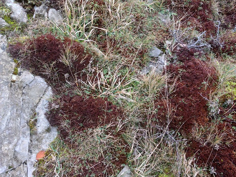 Frullania tamarisci - &copy; Barry Stewart
