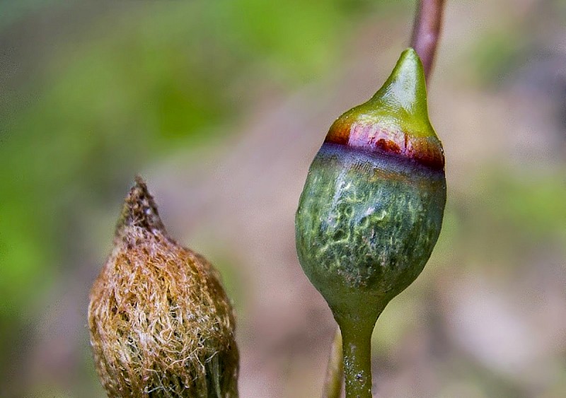 Pogonatum nanum - &copy; Barry Stewart