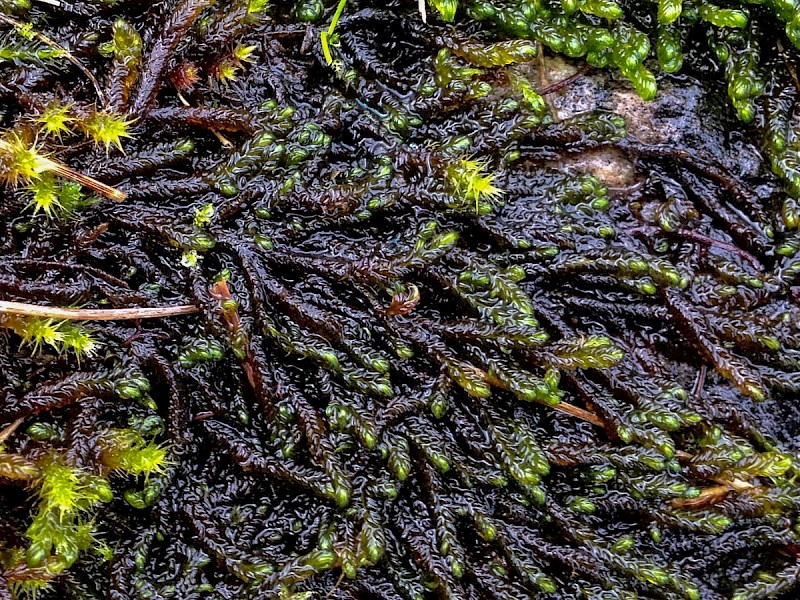 Scorpidium revolvens - &copy; Barry Stewart