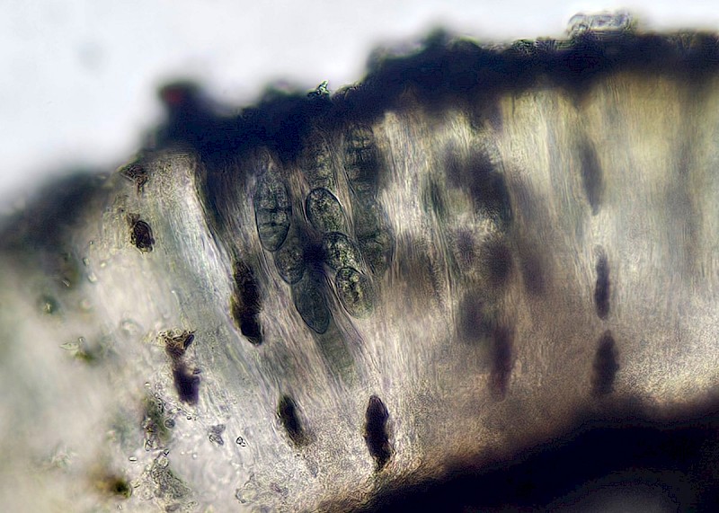 Diploschistes scruposus - &copy; Barry Stewart