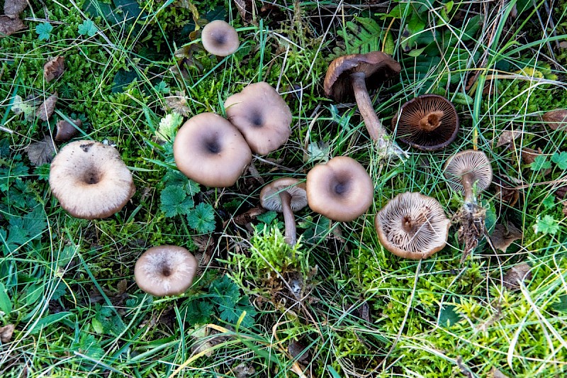 Myxomphalia maura - &copy; Charles Hipkin