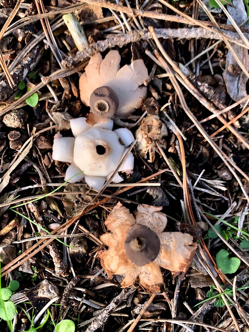 Geastrum schmidelii - &copy; Megan Woodhouse