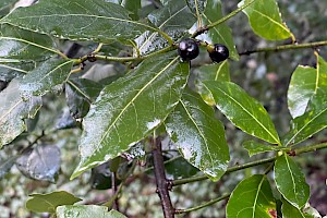 Laurus nobilis Bay