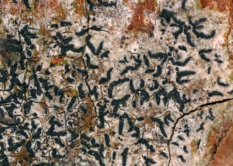 Opegrapha niveoatra - &copy; Barry Stewart