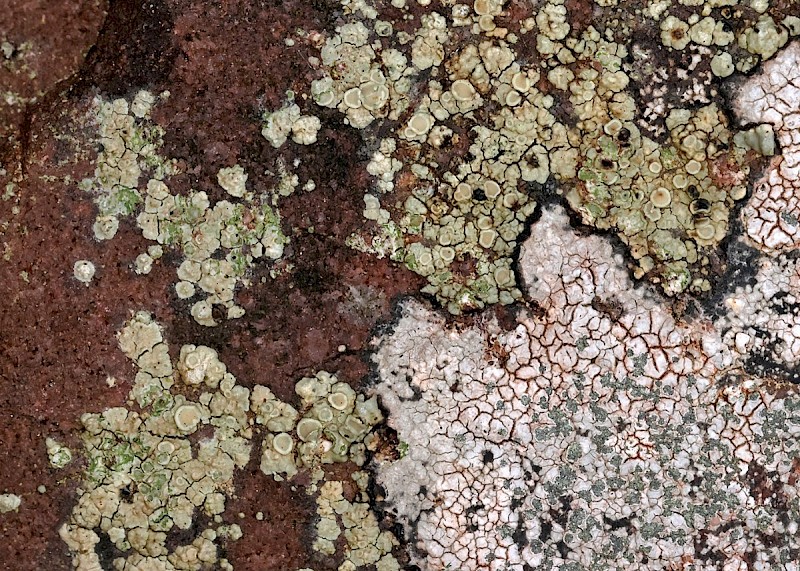 Lecanora polytropa - &copy; Barry Stewart