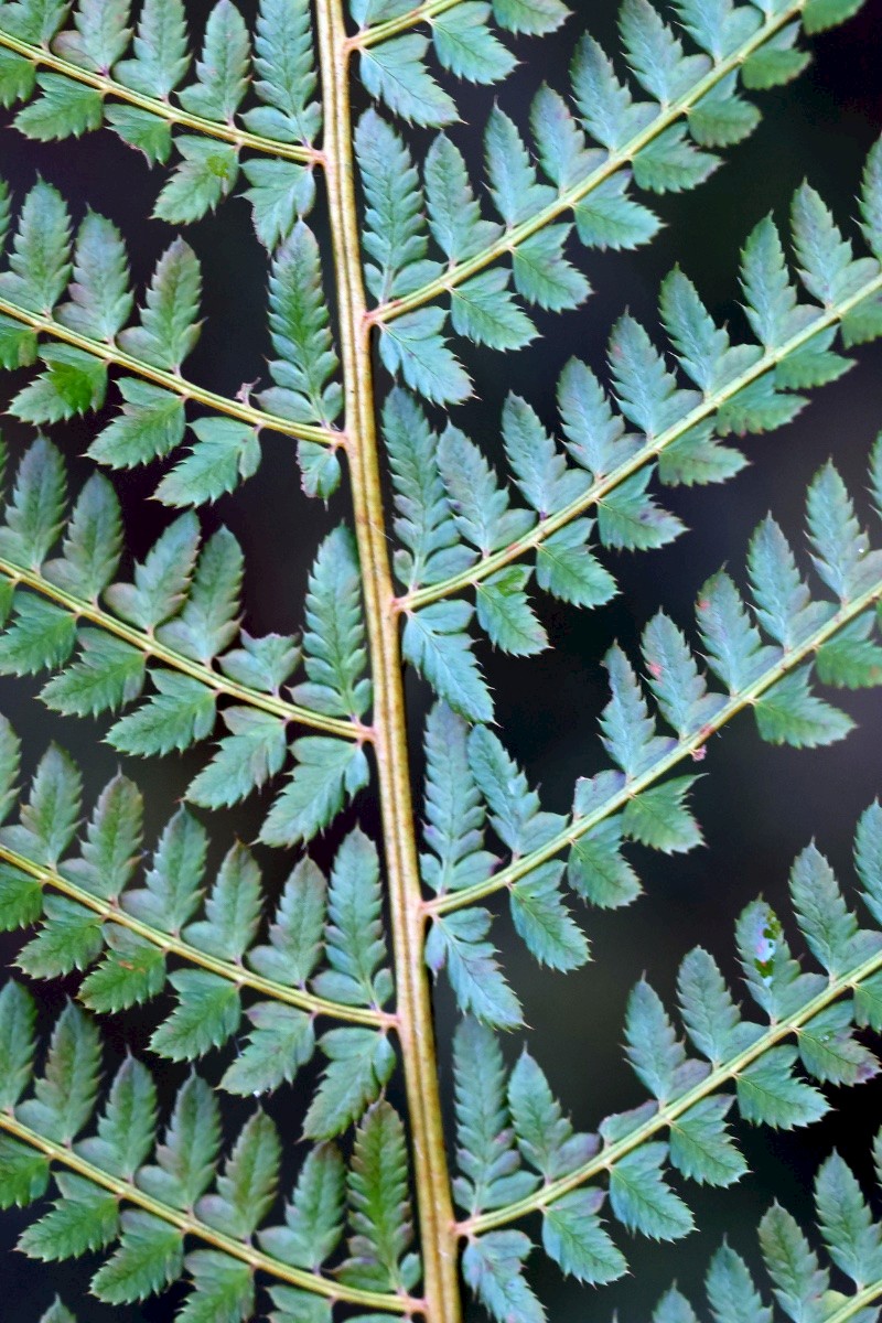 Polystichum setiferum - &copy; Charles Hipkin