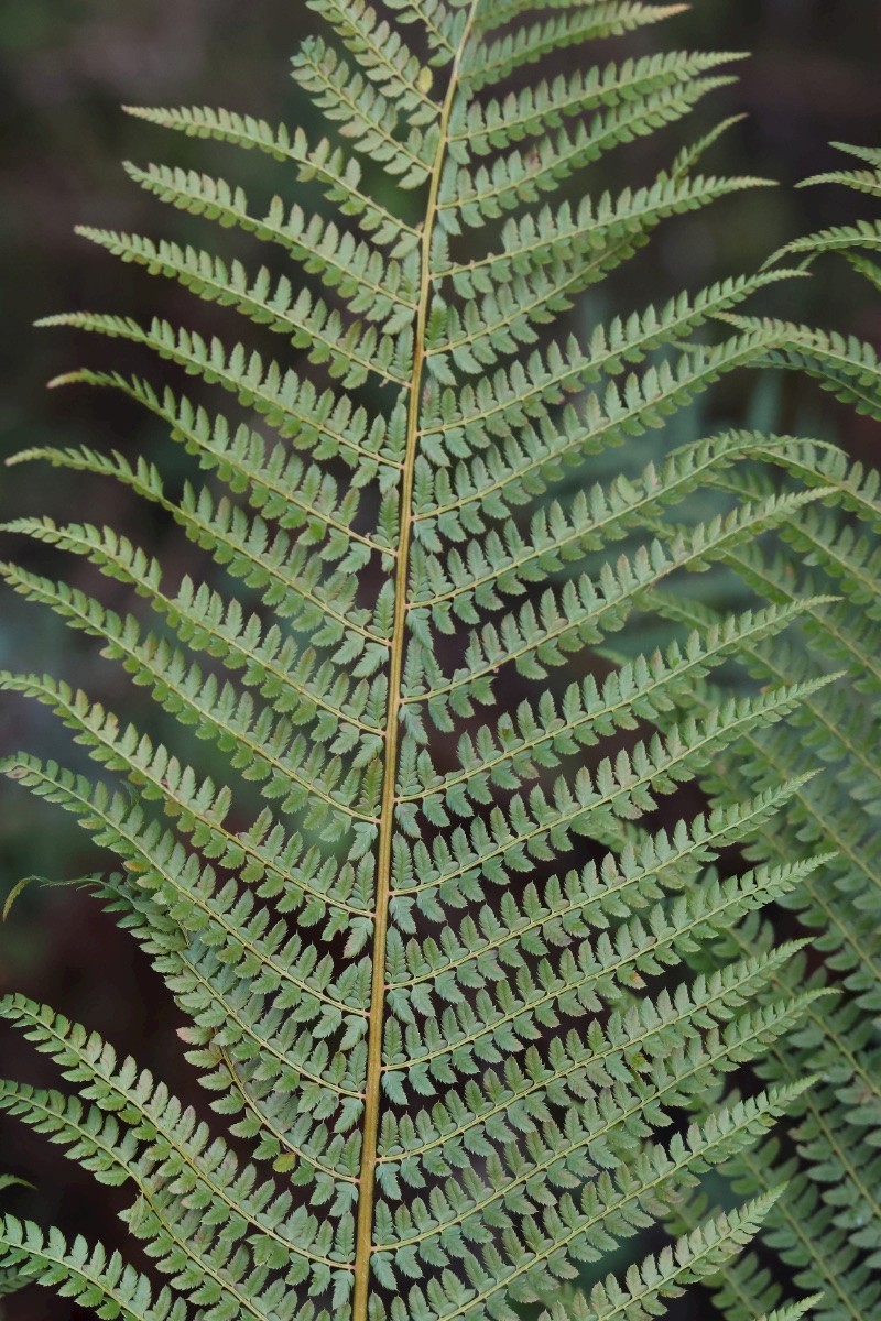Polystichum setiferum - &copy; Charles Hipkin