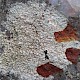 Pertusaria pseudocorallina