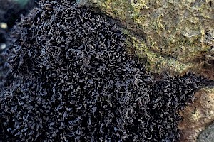 Lichina pygmaea Black Lichen