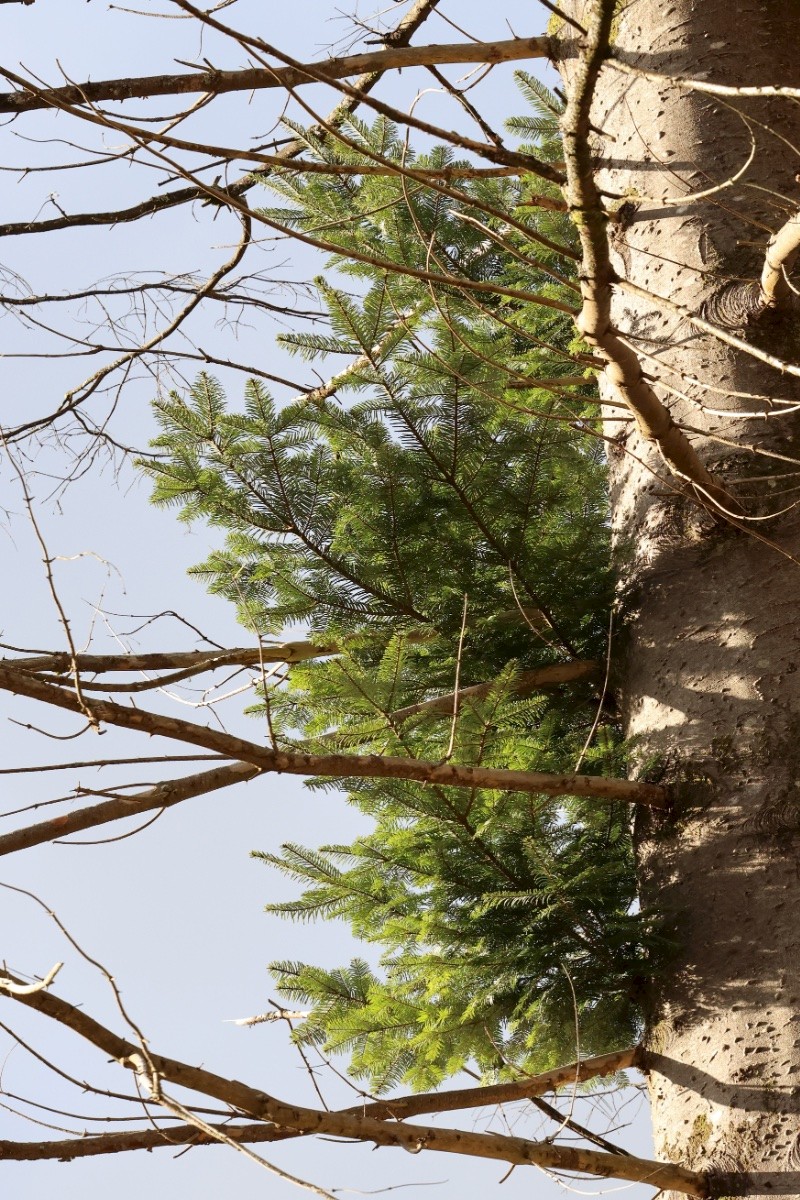 Abies alba - &copy; Charles Hipkin