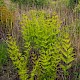 Osmunda regalis