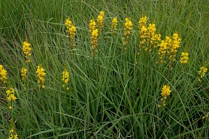 Narthecium ossifragum Bog Asphodel