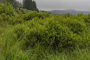Myrica gale Bog-myrtle