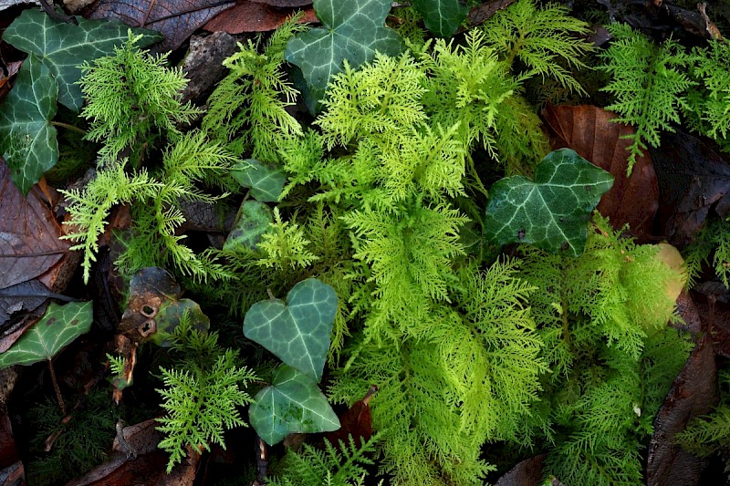 Thuidium tamariscinum - &copy; Charles Hipkin