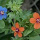 Anagallis arvensis