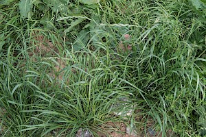 Lolium perenne Perennial Rye-grass