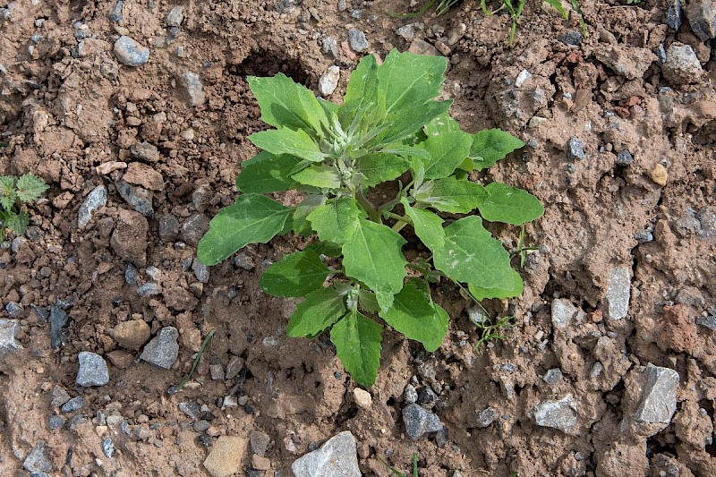 Chenopodium album - &copy; Charles Hipkin