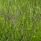 Poa pratensis