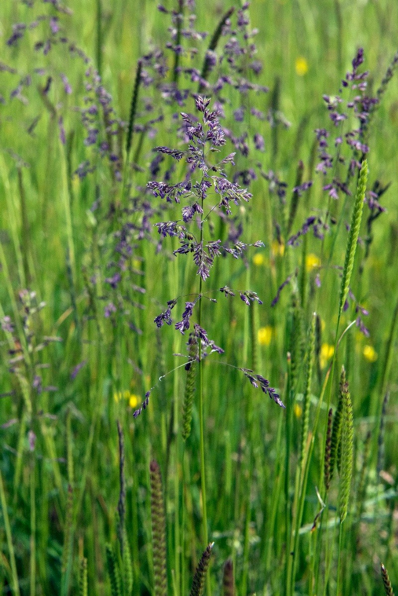 Poa pratensis - © Charles Hipkin