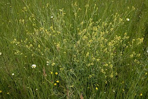 Sinapis alba White Mustard