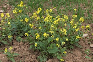 Sinapis arvensis Charlock